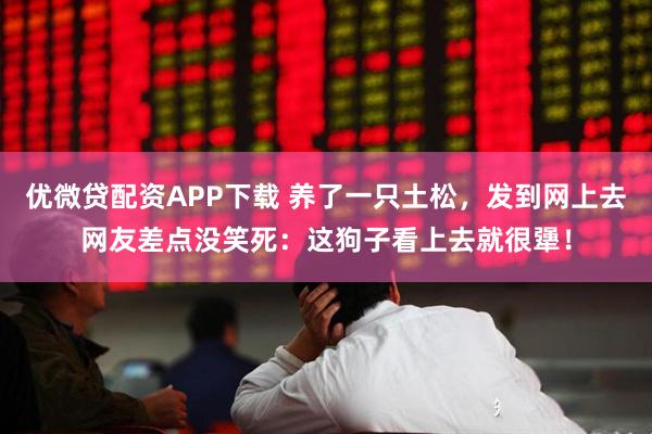 优微贷配资APP下载 养了一只土松，发到网上去网友差点没笑死：这狗子看上去就很犟！