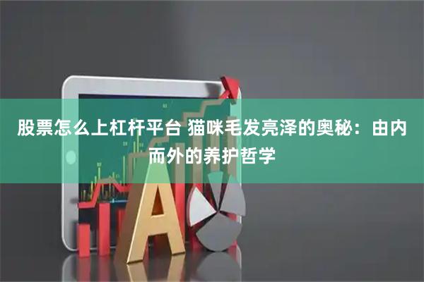 股票怎么上杠杆平台 猫咪毛发亮泽的奥秘：由内而外的养护哲学