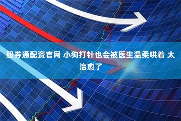 股券通配资官网 小狗打针也会被医生温柔哄着 太治愈了